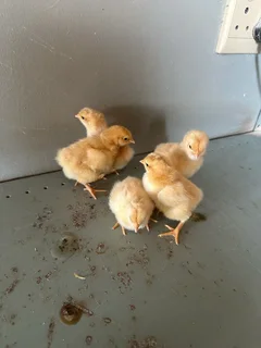 Buff Orpington chickens