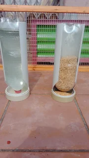 Water &amp; Food dispensers for Chicken Brooder and Birds