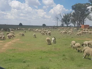 Sheep, Goats, cattle ext