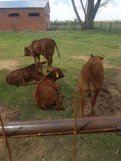 Livestock sheep, cattle, goats ext