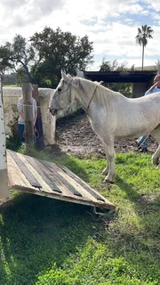 Dekota Horse Carrier's (Transport