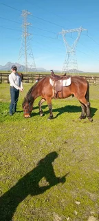 HORSES and carriages