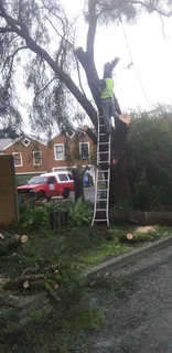 Tree cutting and trimming