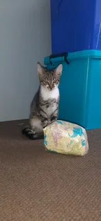 cat look love home  R200