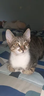 cat look love home  R200