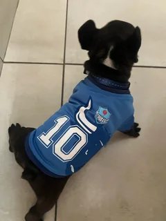 French Bulldog Puppies