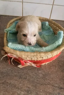 Yorkshire terrier male puppy