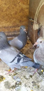 Young racing pigeons for sale