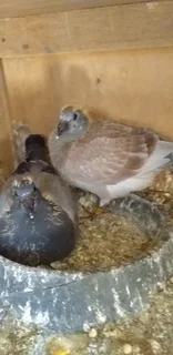 Young Racing pigeons for sale 2026