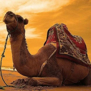 Camel milk skincare products and soaps for sale