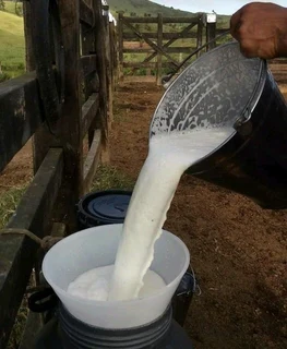 Sheep milk face cream