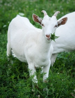 Goat milk skincare