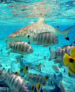 French Tutoring online