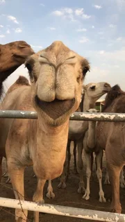 Camel milk