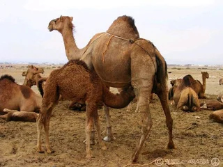 Camel milk