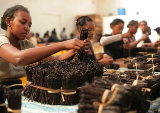 Vanilla beans for sale