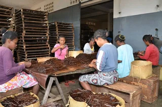 Vanilla beans for sale