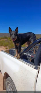 10 month old male Australian Cattle dog (Beeshond)