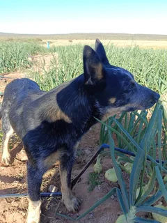 10 month old male Australian Cattle dog (Beeshond)