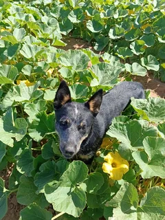 10 month old male Australian Cattle dog (Beeshond)