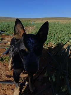 10 month old male Australian Cattle dog (Beeshond)