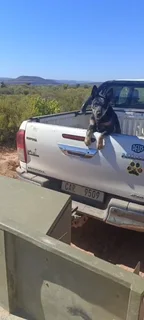 10 month old male Australian Cattle dog (Beeshond)