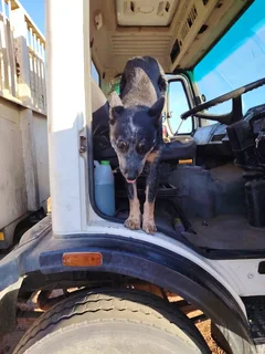 10 month old male Australian Cattle dog (Beeshond)