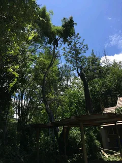 Brits tree felling 0734130961