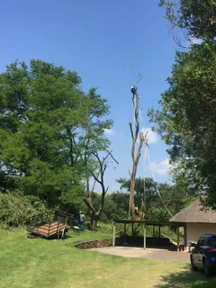 Brits tree felling 0734130961