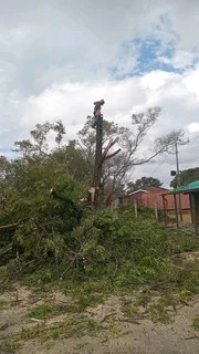 Brits tree felling 0734130961