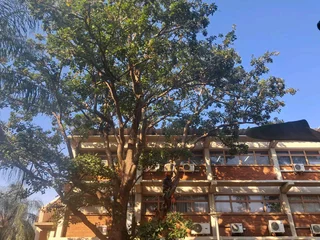 Brits tree felling 0734130961