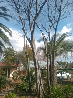 Brits tree felling 0734130961