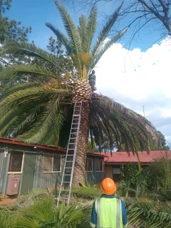 Brits tree felling 0734130961