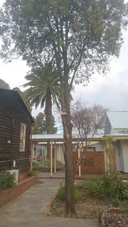 Brits tree felling 0734130961