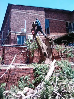 Brits tree felling 0734130961