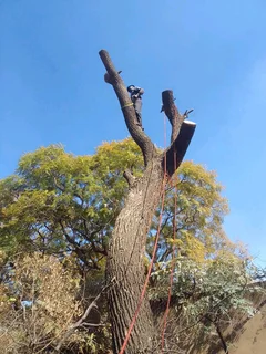 Brits tree felling 0734130961