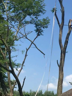 Brits tree felling 0734130961