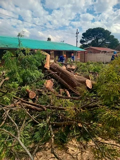 Brits tree felling 0734130961