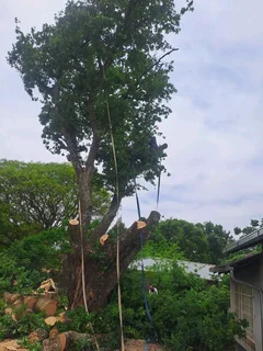 Hartbeespoort tree felling  0734130961