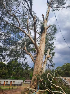 Hartbeespoort tree felling  0734130961