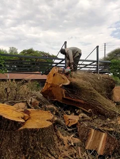 Hartbeespoort tree felling  0734130961