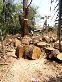 Hartbeespoort tree felling  0734130961