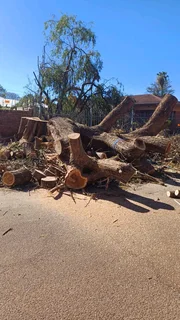 Hartbeespoort tree felling  0734130961