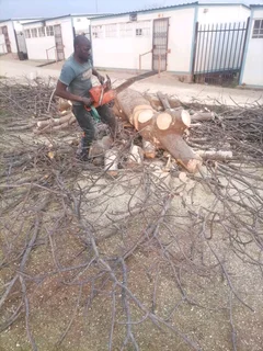 Hartbeespoort tree felling  0734130961