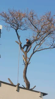 Hartbeespoort tree felling  0734130961