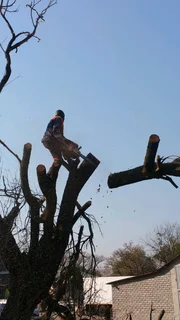 Hartbeespoort tree felling  0734130961