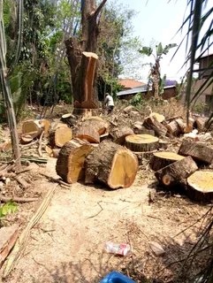 Brits tree felling  0734130961