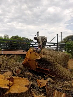 Brits tree felling  0734130961