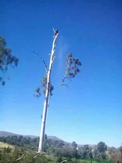 Brits tree felling  0734130961