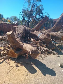 Brits tree felling  0734130961